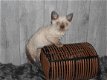 Mooie Selkirk Rex kittens - 4 - Thumbnail