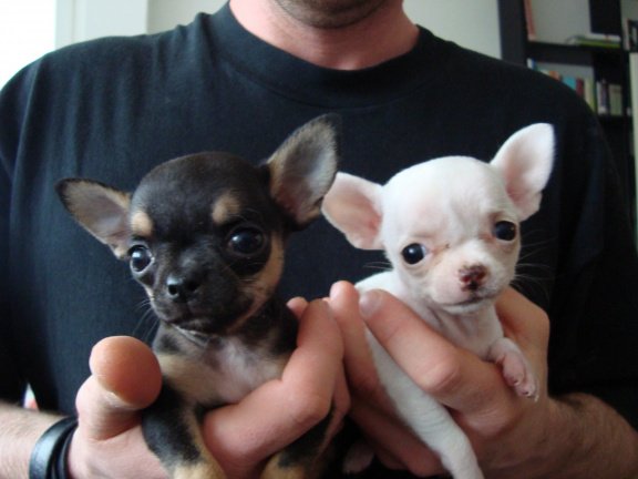 Twee schattige Chihuahua-puppy's - nr. 1