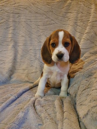 Twee theekopje Beagle Puppies heeft een nieuw gezin nodig - nr. 1