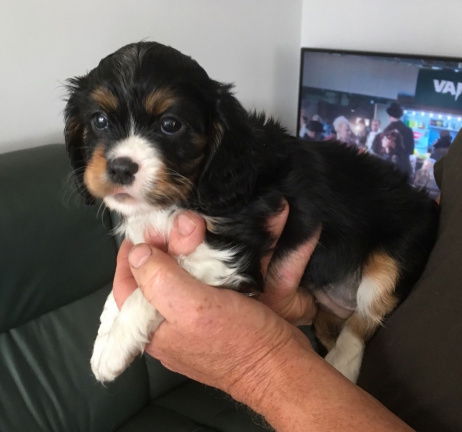 Beide Cavalier King Charles Spaniel puppy's - nr. 1