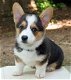 Beschikbare Pembroke Welsh Corgi-puppy's voor adoptie - 1 - Thumbnail