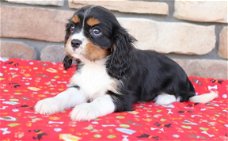 Beschikbare Cavalier King Charles Spaniel-pups voor adoptie