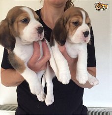Beschikbare Beagle Pups ter adoptie Aanbiddelijk