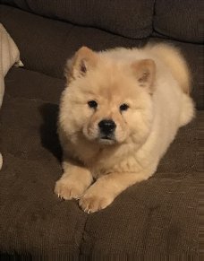 Beschikbare Chow Chow Pups voor adoptie