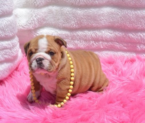 Beschikbare Engelse Bulldog-puppy's ter adoptie - nr. 1