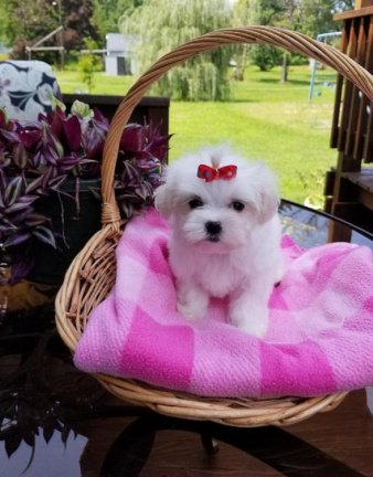 Leuke mannelijke en vrouwelijke Maltese puppy ' s - nr. 1