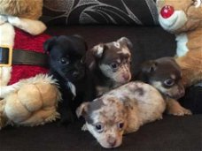 4 Chihuahua-puppy's te koop