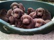 Chocolade Labradors-puppy's nu verkrijgbaar - 1 - Thumbnail