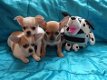 Goedkope mooie chihuahua-puppy's - 1 - Thumbnail