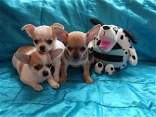 Goedkope mooie chihuahua-puppy's