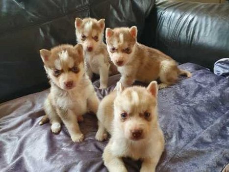 Rasechte Siberische Husky Pups - 1