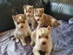 Rasechte Siberische Husky Pups - 1 - Thumbnail