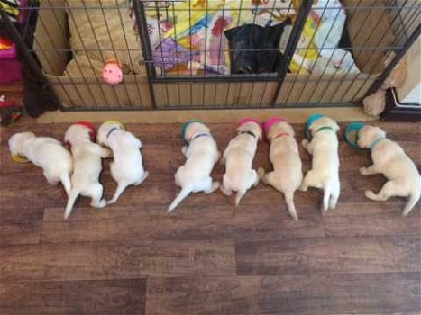 1 meisje en 3 jongens Labrador puppies over - 1