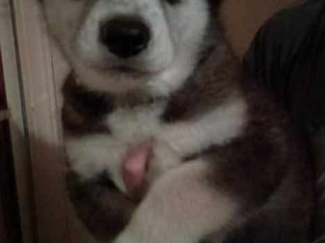 Siberische husky puppies te koop - 1