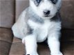 Siberische Husky Pups - 1 - Thumbnail