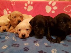 Labrador puppy's