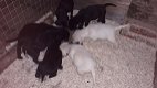 Mooie Chocolade Chihuahua-puppy's - 1 - Thumbnail