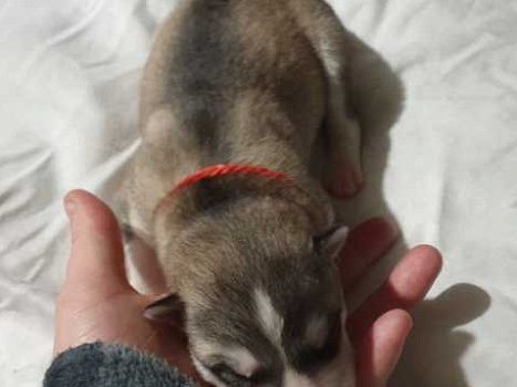 Schitterende Siberische Husky-puppy' - 1