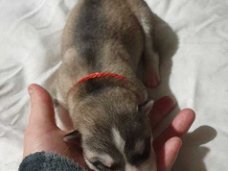Schitterende Siberische Husky-puppy'