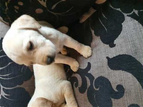 Schattige Labrador Puppy - 1