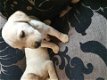 Schattige Labrador Puppy - 1 - Thumbnail