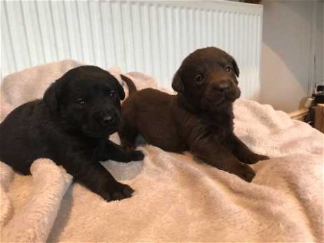 Mooie Labrador puppies te koop - 1