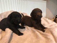 Mooie Labrador puppies te koop