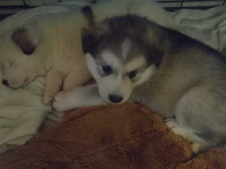 Zuivere witte Siberische Husky Puppy (11 weken) - 1