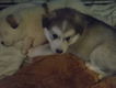 Zuivere witte Siberische Husky Puppy (11 weken) - 1 - Thumbnail