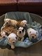 Prachtige Engelse Bulldog puppies - 1 - Thumbnail