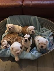 Prachtige Engelse Bulldog puppies