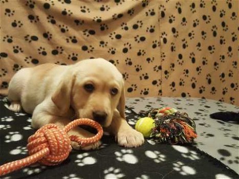 Labrador puppy's - 1