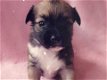 Stamboom Kleine Chihuahua-puppy's Volledig gevaccineerd - 1 - Thumbnail