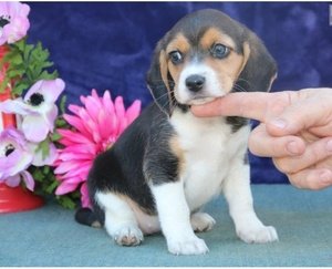 Mooie beagle puppies - 1