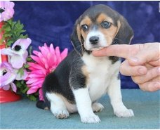 Mooie beagle puppies