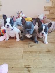 Schattige Franse Bulldog puppies - 1