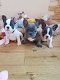 Schattige Franse Bulldog puppies - 1 - Thumbnail