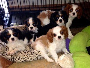 Cavalier King Charles Spaniel puppies - 1