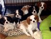 Cavalier King Charles Spaniel puppies - 1 - Thumbnail