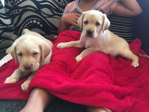 Chocolade Labrador puppies - 1