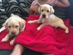 Chocolade Labrador puppies - 1 - Thumbnail