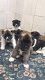 KC reg Akita pups-met vaccinaties - 1 - Thumbnail