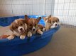 KC Pembroke Welsh Corgi puppies - 1 - Thumbnail