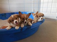 KC Pembroke Welsh Corgi puppies