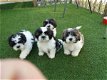 Shih Tzu pups beschikbaar vanaf nu - 1 - Thumbnail