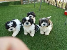 Shih Tzu pups beschikbaar vanaf nu