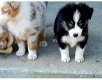 Australische herder puppies - 1 - Thumbnail