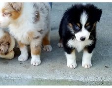 Australische herder puppies