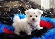 Schattig uitstekende Maltese pups - 1 - Thumbnail
