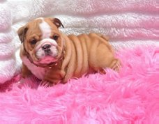 Beschikbare Engelse Bulldog-puppy's ter adoptie